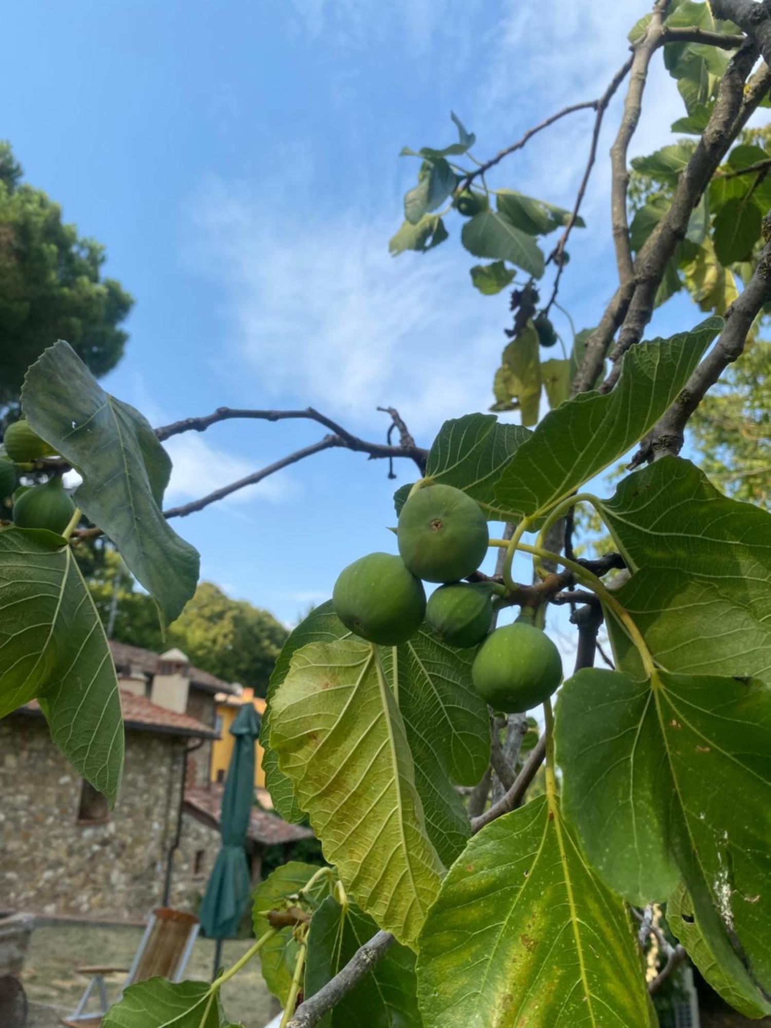 Country house Berenice In Chianti